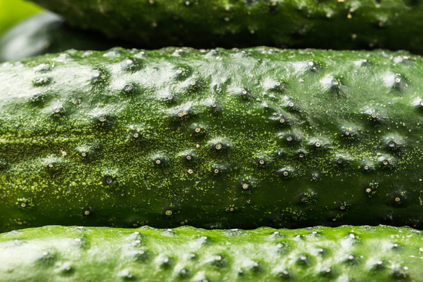 Zöld uborka, háttér. Organikus táplálkozás a zöld zöldség sorozat - Fotó, kép