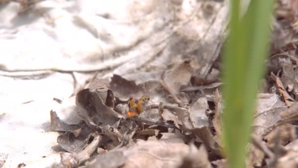 Makro owadów, różnicowa konik polny Melanoplus siedzi wśród suchej trawy na ziemi - Materiał filmowy, wideo