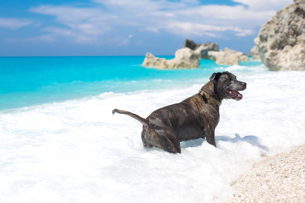 Стаффордская собака днем играет в океане
 - Фото, изображение