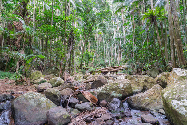 Monte Tamborine floresta tropical em torno de leito de rio rochoso
 - Foto, Imagem