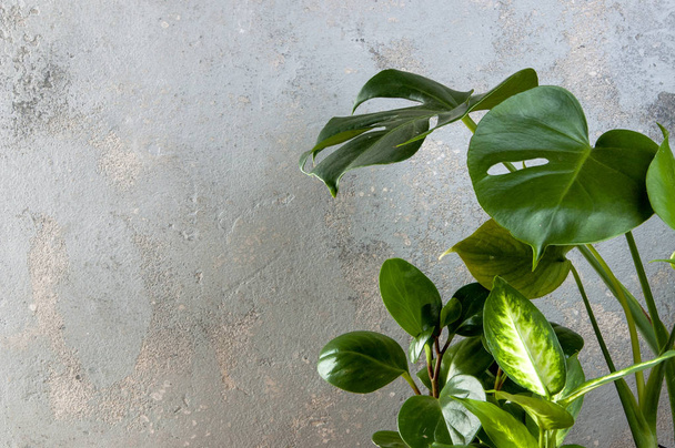 Zelené rostliny ion šedé betonové pozadí. Kopírovat prostor pro text - Fotografie, Obrázek