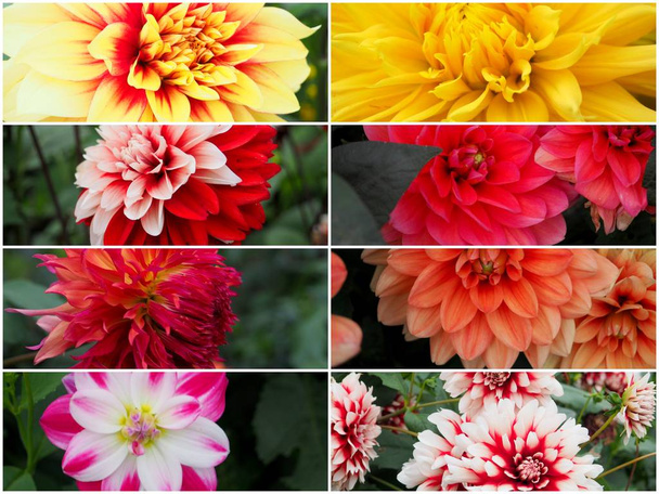 květy pozadí, koláž z mnoha obrazů různých barevných květů - Fotografie, Obrázek