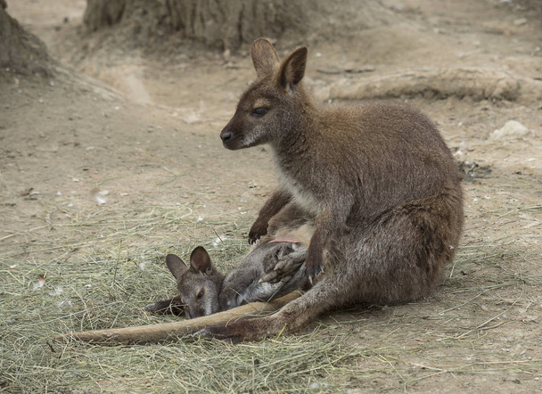 Pikku Wallaby pentu (Macropus rufogriseus) äidin vauva harjoittaja, joka valvoo häntä
 - Valokuva, kuva