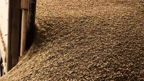 Dumping of wheat grains. - Footage, Video