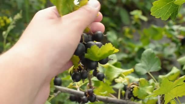 Gardener holding Jostaberry branch in his hand. Hybrid of a gooseberry and currant. - Footage, Video
