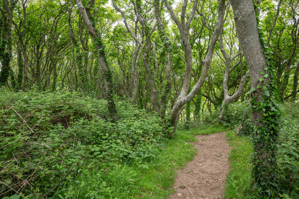 Ścieżką przez las na Pembroke Coast Path, Wales, Wielka Brytania - Zdjęcie, obraz