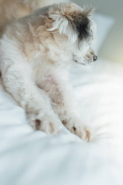 Pies tak słodkie domieszany rasy Shih-Tzu, pomorskim i pudel siedzi lub snu leży na łóżku z welonem i patrząc na coś z zainteresowaniem na łóżko w sypialni w domu lub w hotelu - Zdjęcie, obraz
