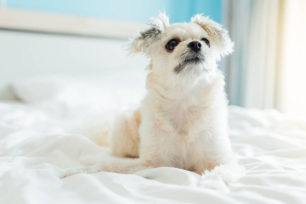 Koira niin söpö sekoitettu rotu Shih-Tzu, Pomeranian ja villakoira istuu tai nukkuu sängyllä valkoisella verholla ja katselee jotain kiinnostavaa sängyssä makuuhuoneessa kotona tai hotellissa
 - Valokuva, kuva