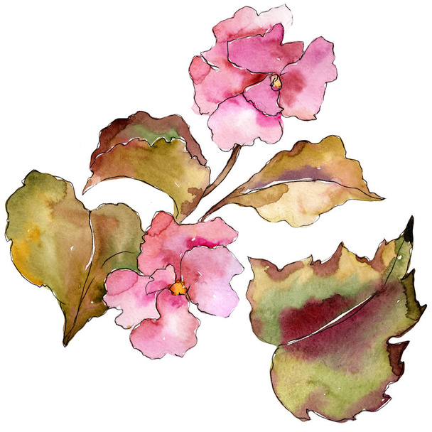 Vaaleanpunainen ja violetti gardania. Kukka kasvitieteellinen kukka. Eristetty kuvaelementti. Aquarelle luonnonkukka tausta, rakenne, kääre kuvio, runko tai reunus
. - Valokuva, kuva