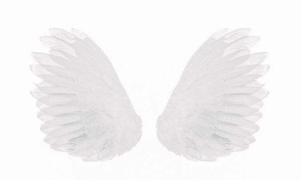 ala blanca aislada en blanco
 - Foto, Imagen