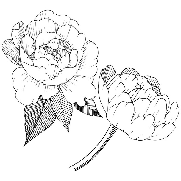 Peony in a vector style isolated. Full name of the plant: peony. Vector flower for background, texture, wrapper pattern, frame or border. - Vector, Image
