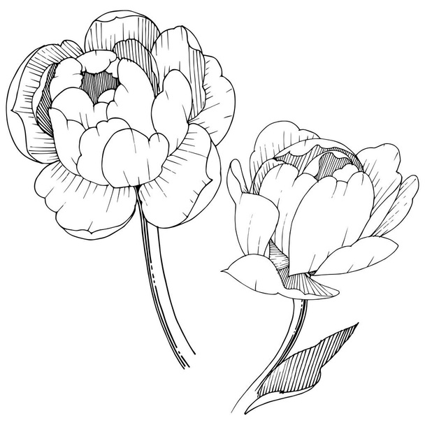 Peony σε ένα στυλ διάνυσμα απομονωμένη. Πλήρης ονομασία του φυτού: παιωνία. Διάνυσμα λουλούδι για φόντο, υφή, μοτίβο περιτύλιγμα, πλαίσιο ή στα σύνορα. - Διάνυσμα, εικόνα