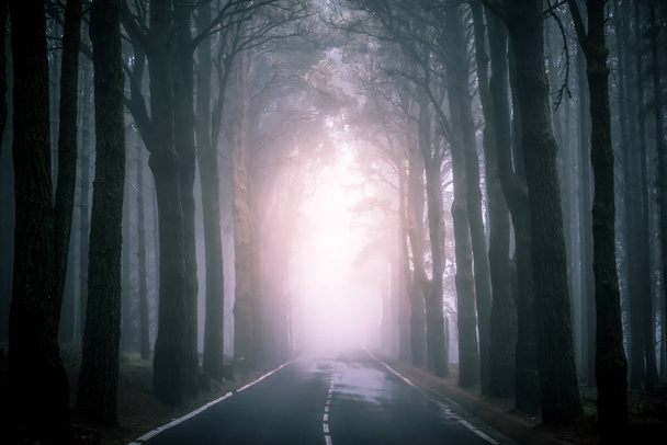 Асфальтована дорога в туманні лісу на Тенеріфе - Фото, зображення