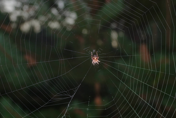 Immagine di un ragno spaventoso sulla sua rete nella foresta oscura
 - Foto, immagini