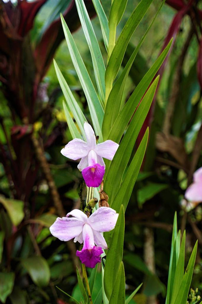 Arundina graminifolia dostrzeżone w Las Quebradas biologicznych Center, Costa Rica - Zdjęcie, obraz