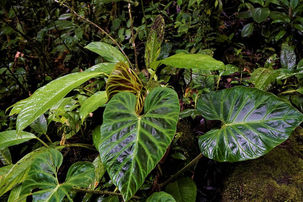 Piękne liście różnych odcieniach zieleni, Costa Rica - Zdjęcie, obraz