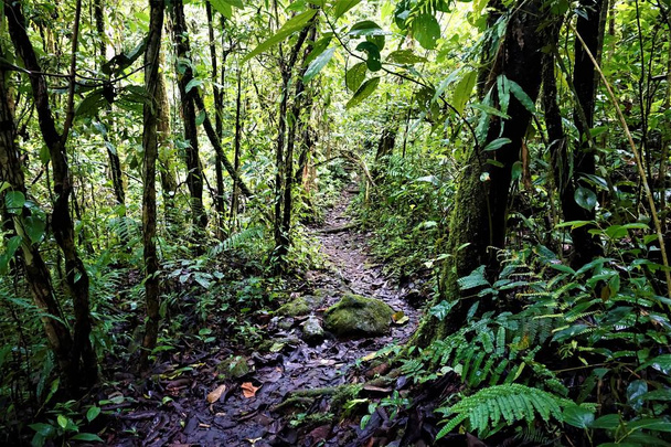 Ścieżka przez las deszczowy w Las Quebradas, Kostaryka - Zdjęcie, obraz
