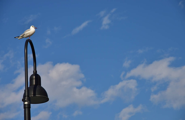 Scene of a bird stopping to a streetlight and the blue sky which it was fine - Photo, Image