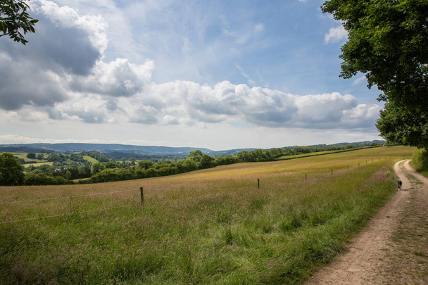 Cão bonito andando ao longo de um caminho rural que passa por um campo em um dia brilhante na Inglaterra
 - Foto, Imagem