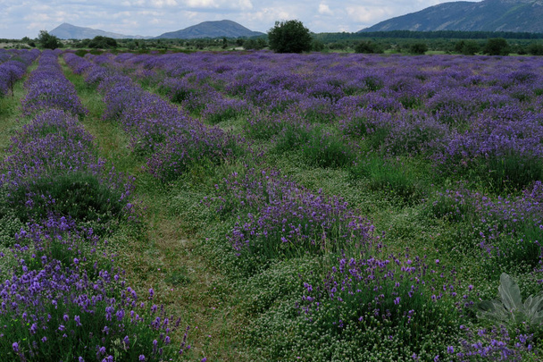  Groeiende bloeiende lavendel bloem veld close-up. Langzame Hersenkoraal - Foto, afbeelding