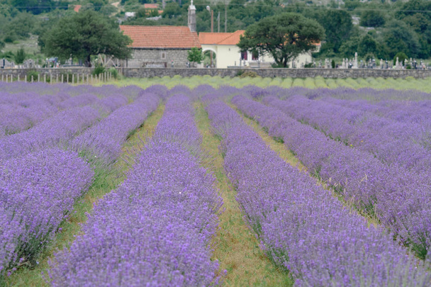  wachsende blühende Lavendelblütenfeld Nahaufnahme. Langsames Motiv - Foto, Bild