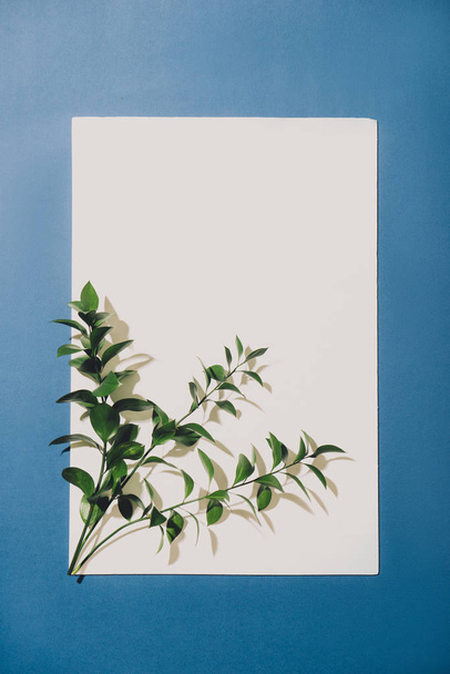 Ramita con hojas verdes aisladas en blanco
 - Foto, Imagen