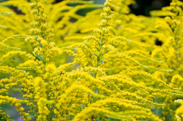 Yellow flowers of goldenrod blooming at summer - Photo, Image