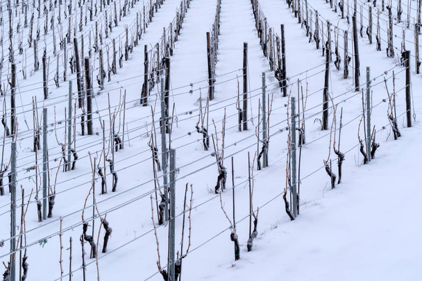 Prowincja Imperia, Włochy. Winnica w zimie - Zdjęcie, obraz
