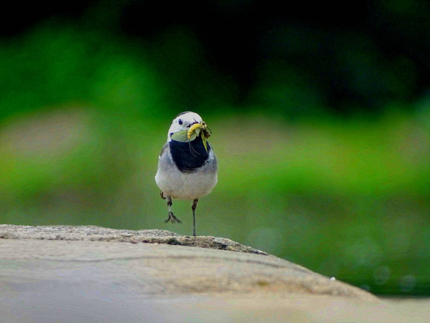 Wagtail with food in its beak shows at the weir, Fritlar, Hesse - Photo, Image