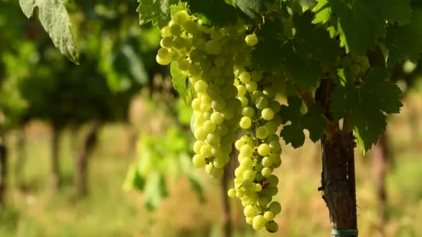 Fehér szőlőfürtök a Chianti szőlőben, egy napsütéses napon. Toszkána, Olaszország. 4 k Uhd videó, Nikon D500. - Felvétel, videó