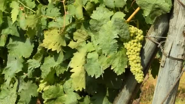 Bunches of white grapes in a Chianti vineyard on a sunny day. Tuscany, Italy. 4K UHD Video, Nikon D500. - Footage, Video