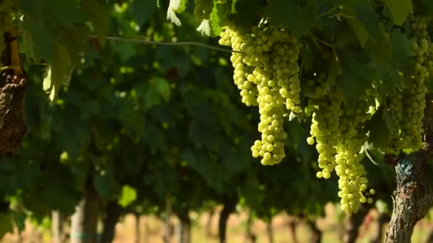 Fehér szőlőfürtök a Chianti szőlőben, egy napsütéses napon. Toszkána, Olaszország. 4 k Uhd videó, Nikon D500. - Felvétel, videó