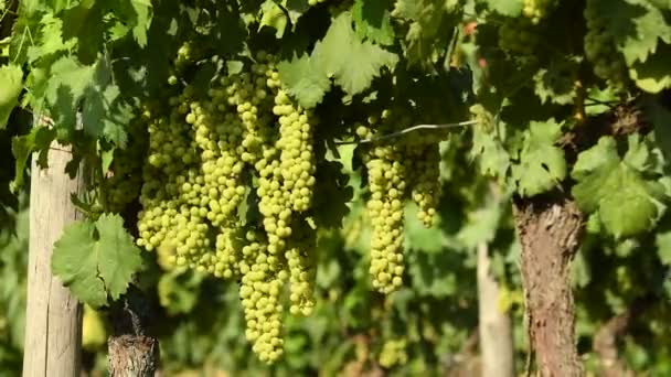Bunches of white grapes in a Chianti vineyard on a sunny day. Tuscany, Italy. 4K UHD Video, Nikon D500. - Footage, Video