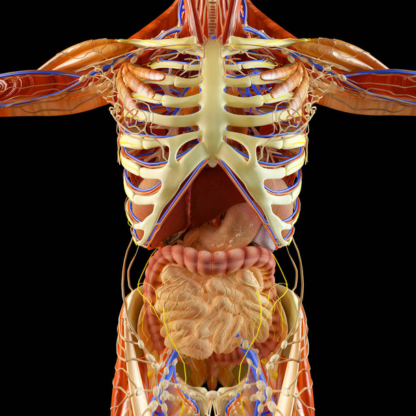 Intestino, sistema digestivo, estômago, esôfago, duodeno, cólon com sombra alongada. Anatomia humana. Corpo humano, raio-X. Renderização 3d
 - Foto, Imagem