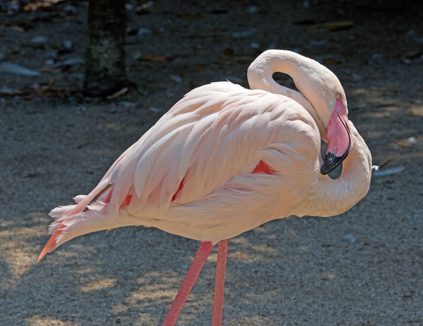ροζ φλαμίνγκο, ορνιθοπανίδα, πουλί - Φωτογραφία, εικόνα