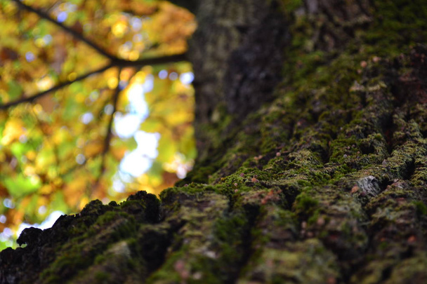 Autumn, wood and moss - Fotoğraf, Görsel