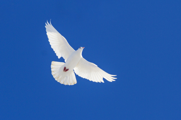 white dove flying through the blue sky - Фото, зображення