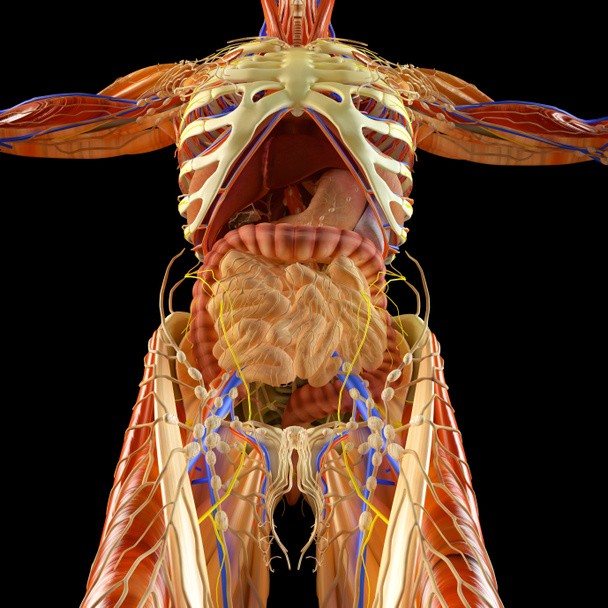 Έντερο, πεπτικό σύστημα, στομάχι, οισοφάγος, δωδεκαδάκτυλου, παχέος εντέρου με επιμήκη σκιά. Ανθρώπινη ανατομία. Ανθρώπινο σώμα, ακτίνων χ. 3D rendering - Φωτογραφία, εικόνα