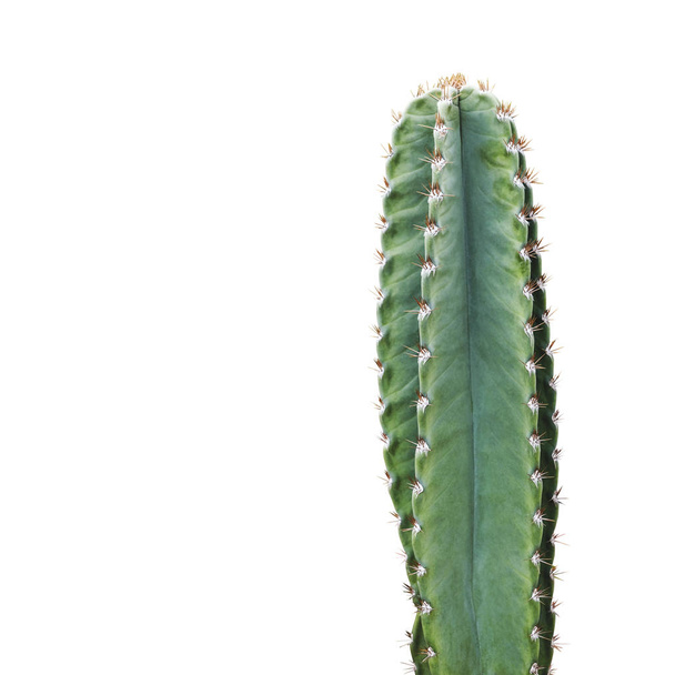 Cactus aislado sobre fondo blanco mínimo verano con camino de recorte
 - Foto, Imagen