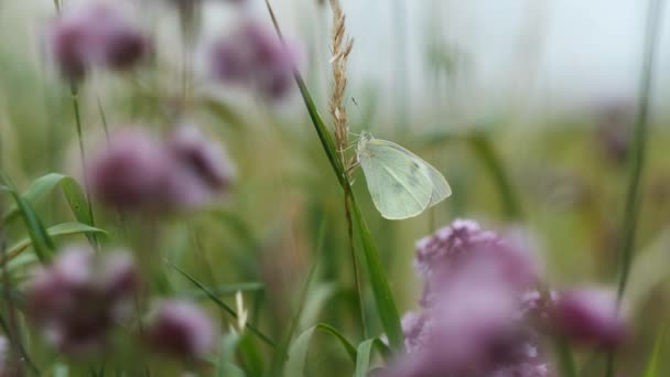 Large Cabbage White between grasses and Oregano - makro shot - Footage, Video