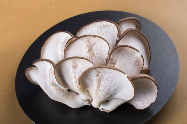Oyster mushroom or Pleurotus ostreatus as easily cultivated mushroom - Photo, Image