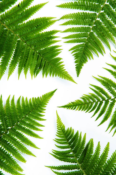 Fern leaf isolated on white. Lay flat - Foto, Imagen