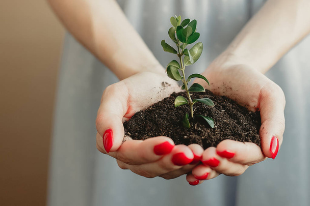 若い植物の成長と土壌の握り。概念と成長、ケア、サステナビリティ、地球、エコロジー、グリーン環境保護のシンボル。白人の女性の手. - 写真・画像