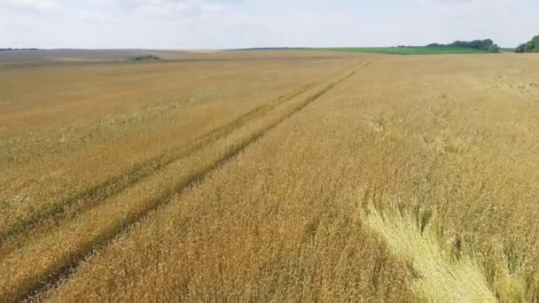 AERIAL: Vuelo sobre el campo de trigo al atardecer
 - Metraje, vídeo