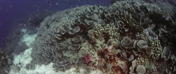 Πυροβόλησε πάνω από ένα άθικτο κοραλλιογενή ύφαλο με σκληρά κοράλλια, μαλακά κοράλλια και πολλά τροπικά ψάρια, Wakatobi, Ινδονησία, αργή κίνηση, κόκκινα 21:9 - Πλάνα, βίντεο