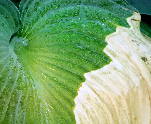 The leaf of a Hosta plant that has been infected with disease  - Photo, Image