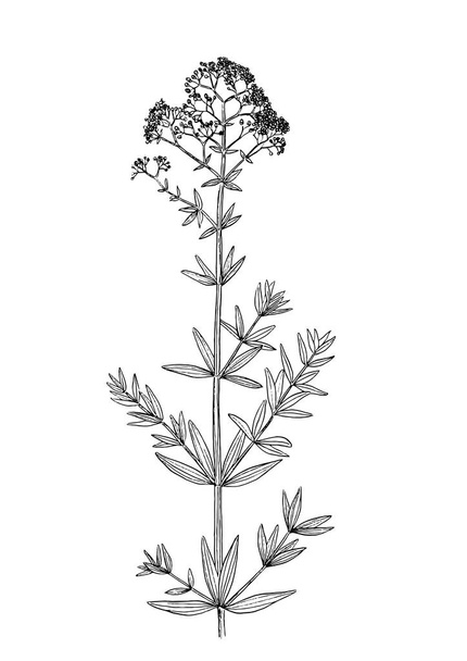 ботанічний малюнок Galum Physocarpum
 - Вектор, зображення