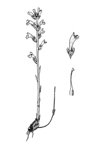 Orobanche purpurea botanik kroki - Vektör, Görsel