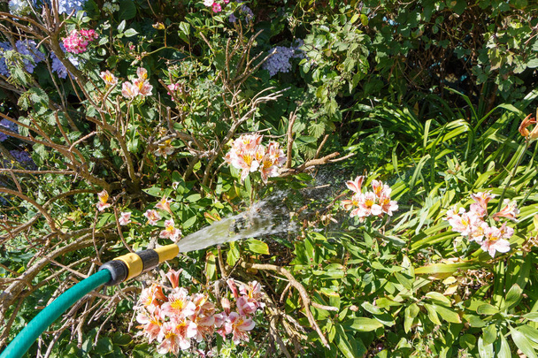 Watering plants in a garden with a green garden hose during summer - Photo, Image
