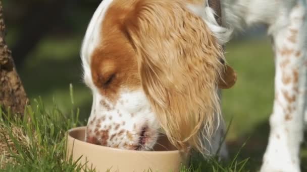 Portrait of Cute Young Cocker Spaniel Dog Drinking Water from Bowl, Slow Motion - Metraje, vídeo